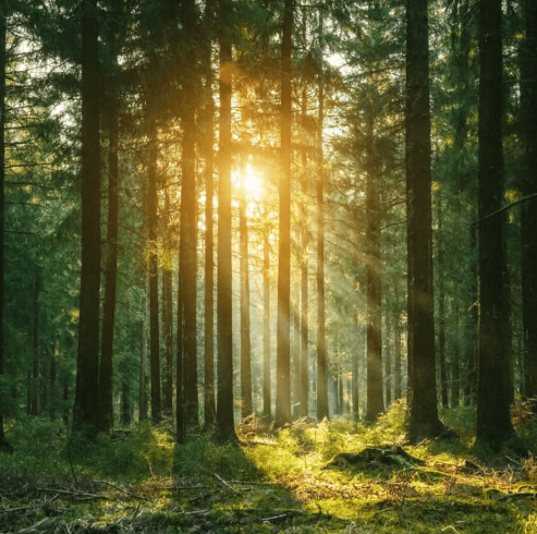 Forêt enchantée sous les rayons du soleil 2